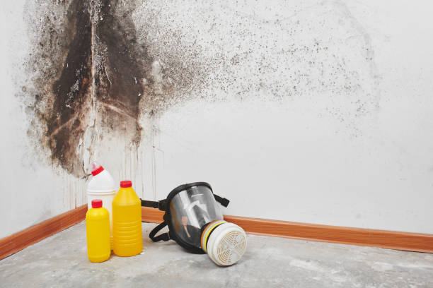 Best Black Mold Removal  in Dublin, TX