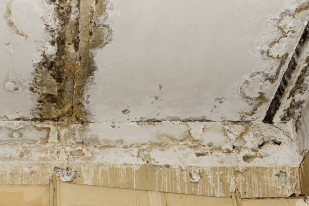 Best Water Damage & Mold Remediation  in Dublin, TX